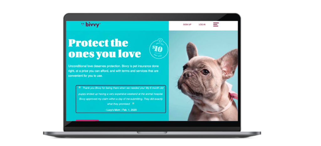 Top 10 Link-Building Case Studies 6 pet insurance bivvy